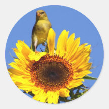 American Goldfinch on Sunflower Round Stickers