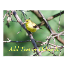 American Goldfinch postcard
