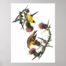 American Goldfinch Print