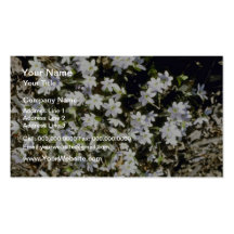 American Liverleaf (Hepatica Americana) flowers Business Card Templates