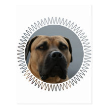 American Mastiff Postcard