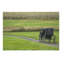 Amish buggy on farm lane, Northeastern Ohio, Photo