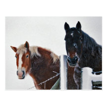 Amish Horses at Fence-Postcard