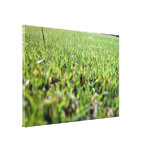 An insect's eye view of lawn stretched canvas print