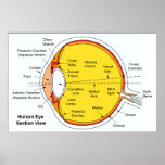 Anatomical Diagram of the Human Eye Ball Posters