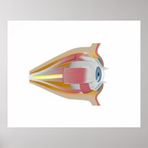 Anatomy of human eyes orbit Poster