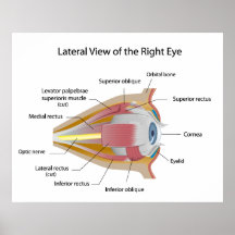 Anatomy of human eyes orbit Poster