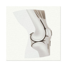 Anatomy of human knee joint canvas prints