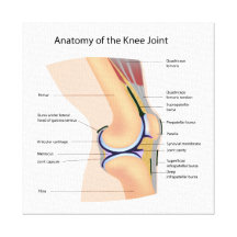 Anatomy of human knee joint gallery wrap canvas