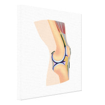 Anatomy of human knee joint gallery wrapped canvas