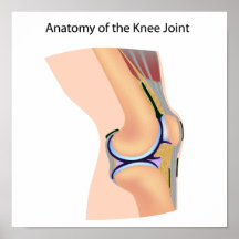 Anatomy of human knee joint poster