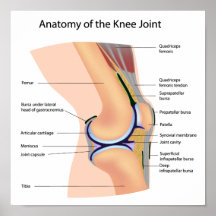 Anatomy of human knee joint poster