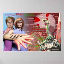 Anatomy of pain posters