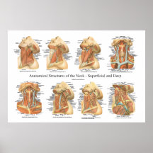 Anatomy of the Neck Chart Superficial & Deep Layer Print
