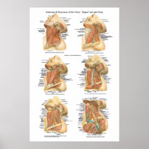 Anatomy of the Neck Chart Superficial & Deep Layer Poster