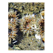Anenomes Tidepools Sand Post Cards