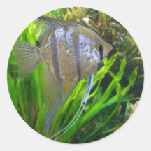 Angel Fish Round Stickers
