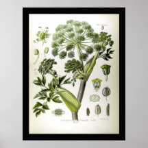 Angelica - Scientific Illustrations -1897 Poster