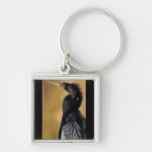 Anhinga Portrait Keychains