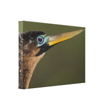 Anhinga portrait stretched canvas prints