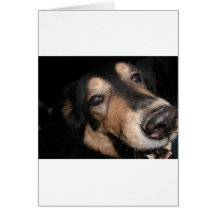 ANIMAL ASSORTMENT CARDS