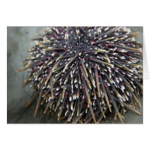 Animal cards, Sea Urchin