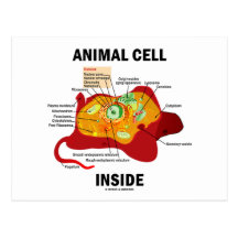 Animal Cell Inside (Eukaryote Cell Biology) Post Card