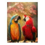 Animal - Parrot - We'll always have parrots Postcard