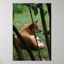 Animal Posters