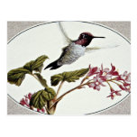 Anna's hummingbird  flowers postcard