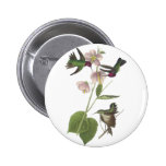 Anna's Hummingbird, James Audubon Pins