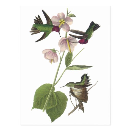 Anna's Hummingbird, James Audubon Postcard