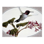 Anna's hummingbird post card