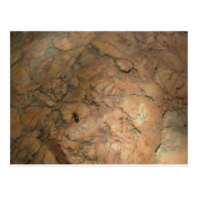 Ant on Rock Post Cards