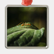 Ant Ornaments