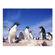 Antarctica, Adelie Penguin Pygoscelis Postcard