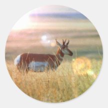 Antelope Round Stickers