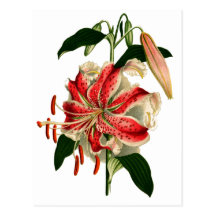 Antique Botanicals Pink and White Lily Postcard