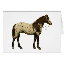 Antique Horses - Appaloosa Greeting Cards