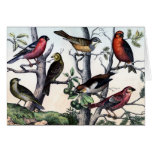 Antique Natural History Bird Print Card