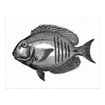 Antique Natural History Fish Engraving Postcard