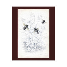 Antique Natural History Print Honey Bees Stretched Canvas Print