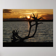 Antlers at Sunset Print