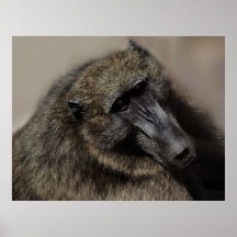 Apes love forever poster