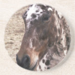Appaloosa Stallions Coasters