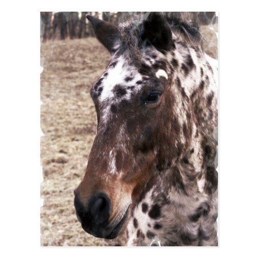 Appaloosa Stallions Postcard