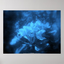 apple blossoms #3, blue tint posters