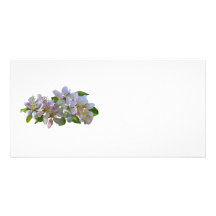 Apple Blossoms Photo Card Template