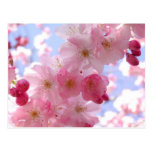 apple blossoms postcard