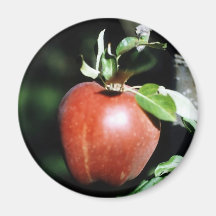 Apple Fridge Magnet